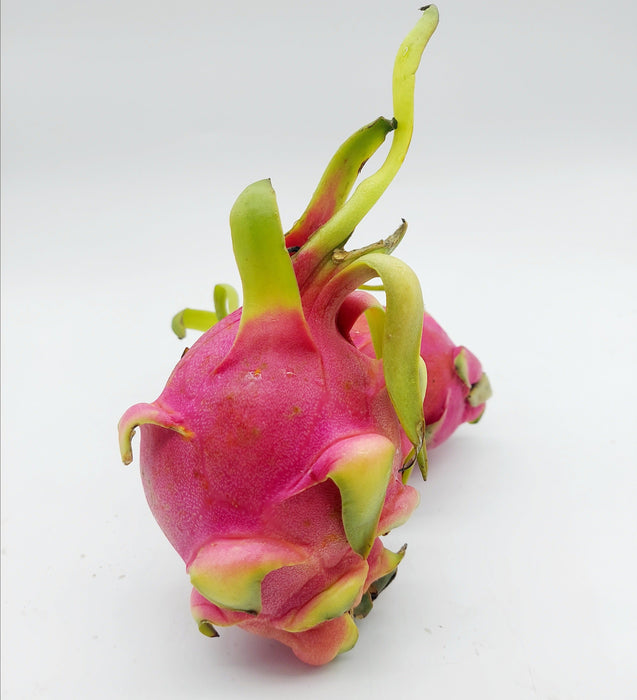 Imported Dragon Fruit White: 1 pc (Delhi/NCR)
