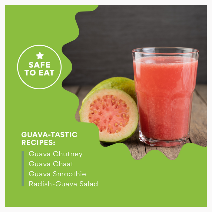 Guava Indian (Delhi/NCR)